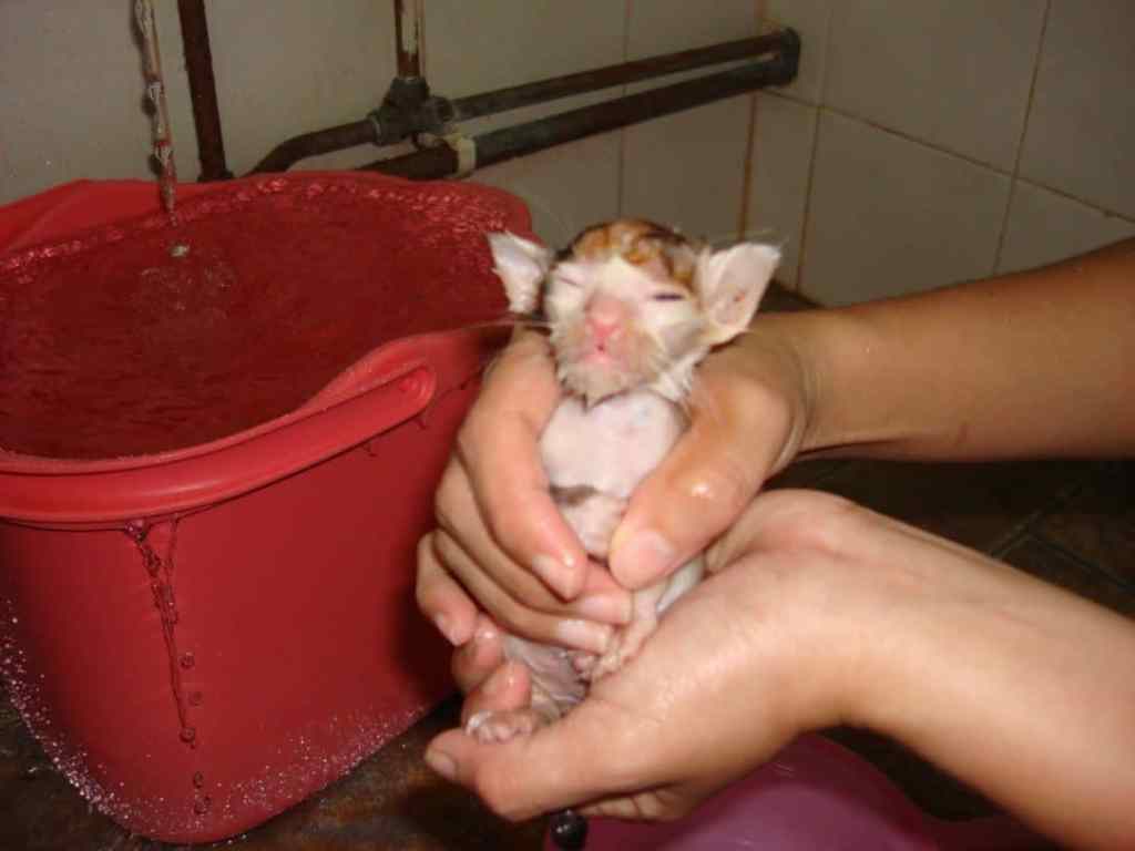 Fievel Goes West… way way west… to&nbsp;Singapore