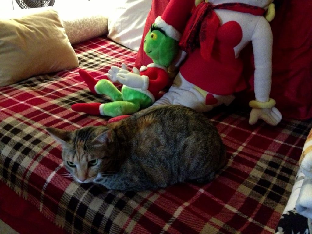 Dapper, taking up a position on the high ground.