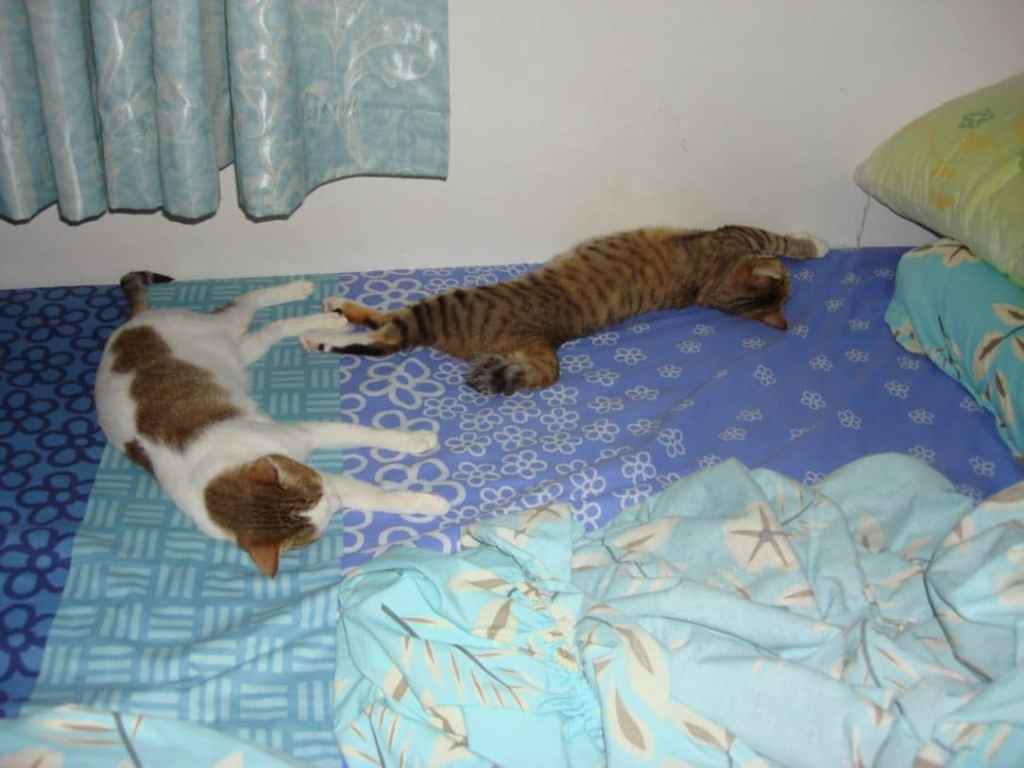 The “Kets” (Cats)