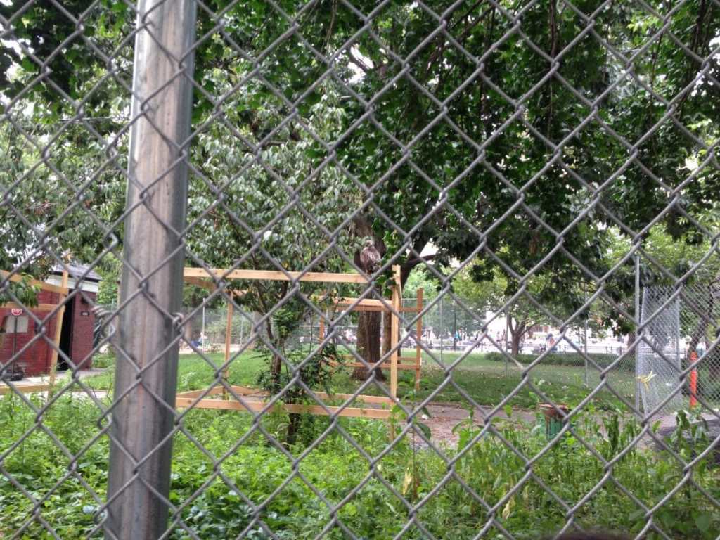 Washington Park Hawk 2