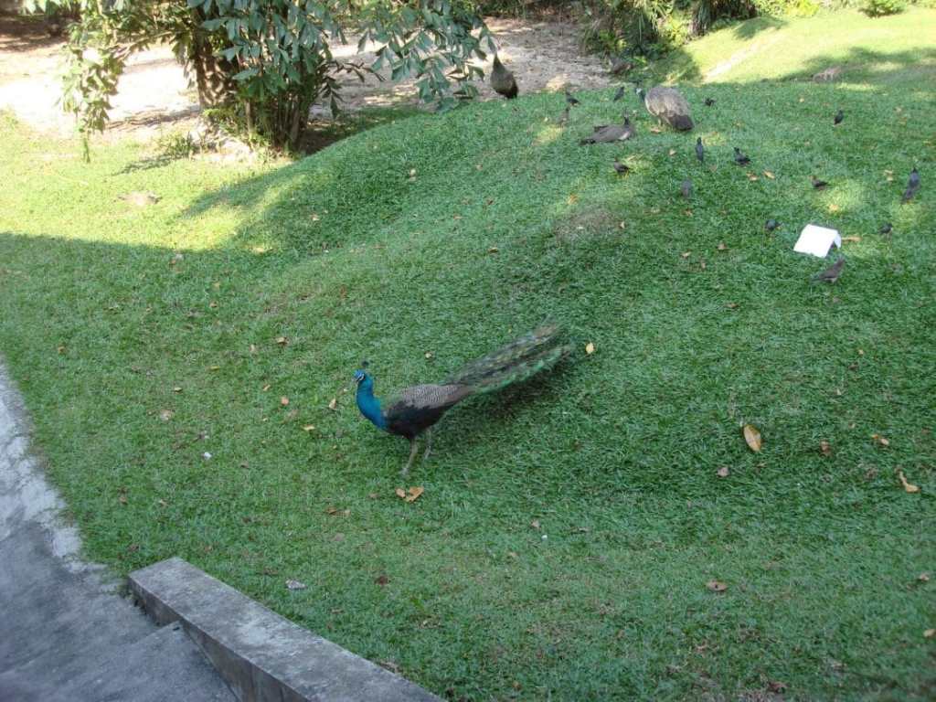 Monkey Business and Peacocks on&nbsp;Sentosa