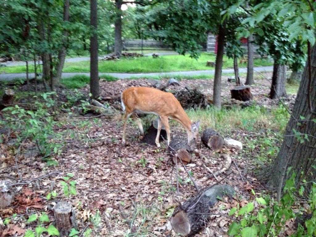 Wild deer in Fort Lee Historic Park