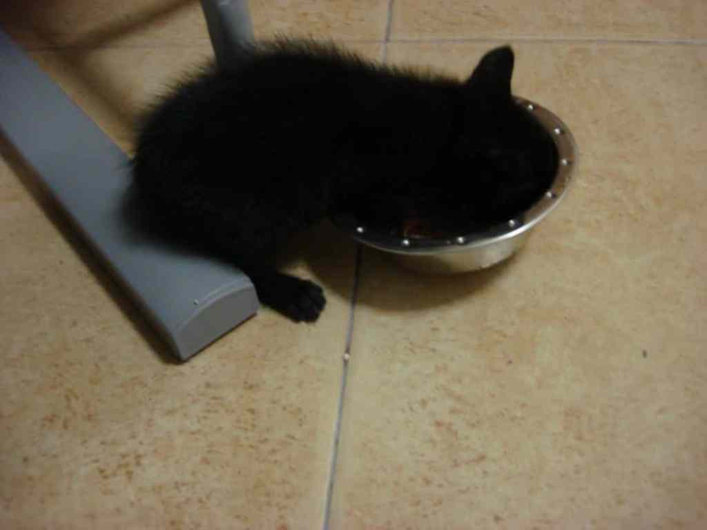 Itim Na Pusa Photo&nbsp;Update