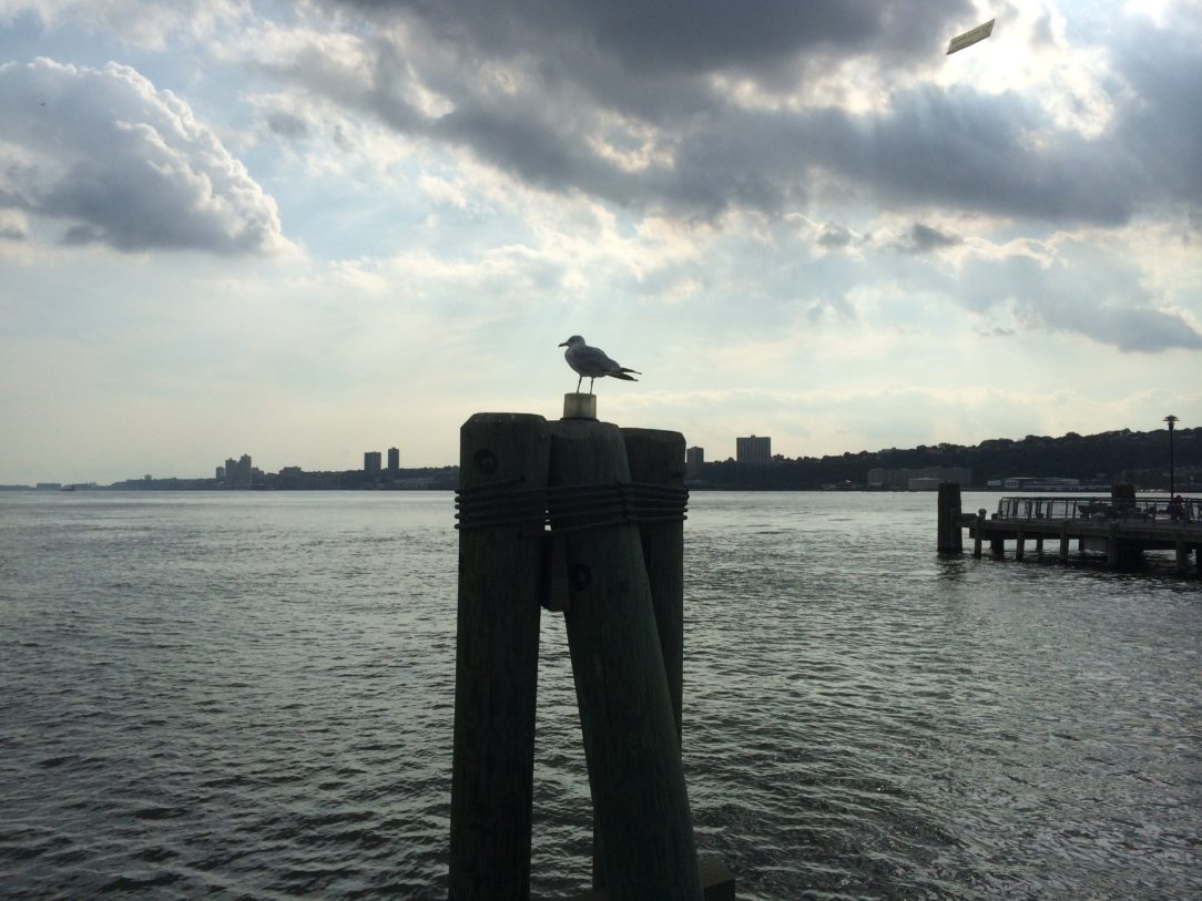 Seagull sitting on a pylon at the West Harlem Piers