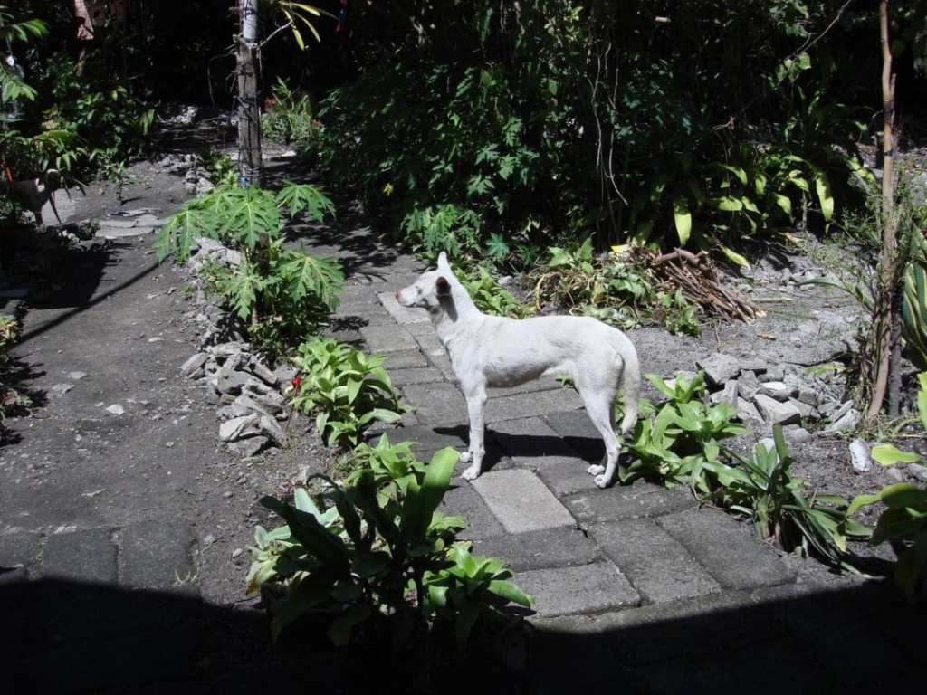 Lots of Cats, and Some Dogs&nbsp;Too!
