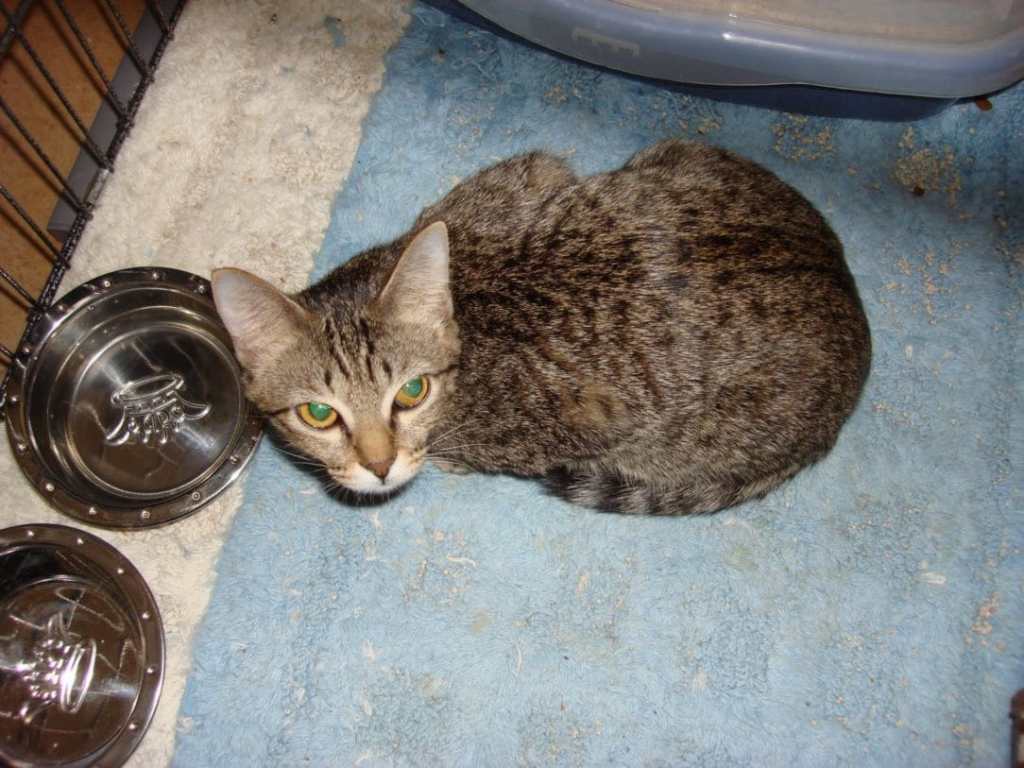 The Litter Box Game