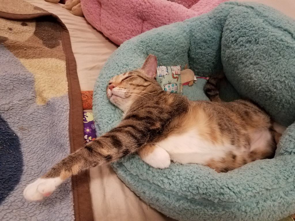 My cat Dapper